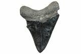 Serrated, Fossil Megalodon Tooth - South Carolina #288185-1